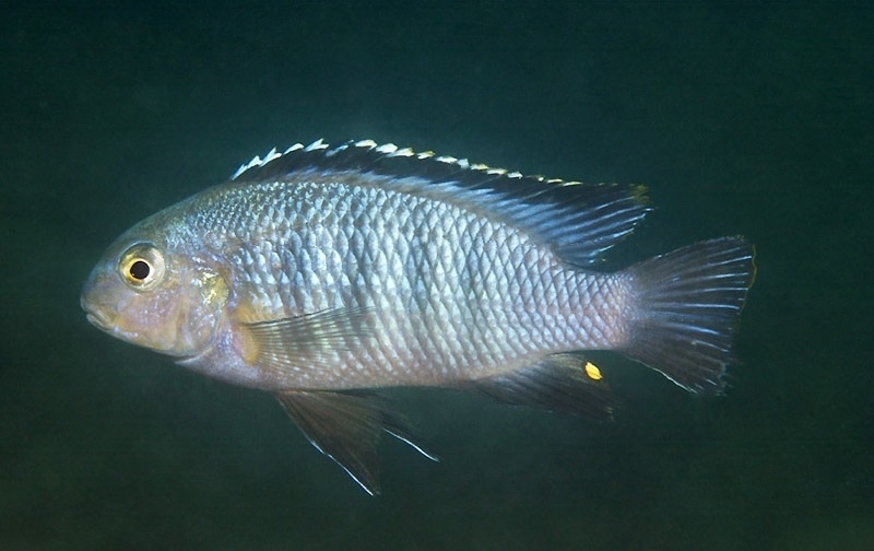 Tropheops sp. 'black dorsal' Chimwalani Reef